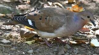 Zenaida Dove