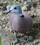 Tourterelle à tête grise