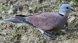 Tourterelle à tête grise