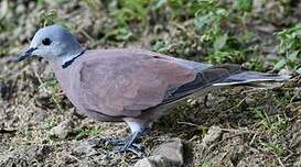 Tourterelle à tête grise