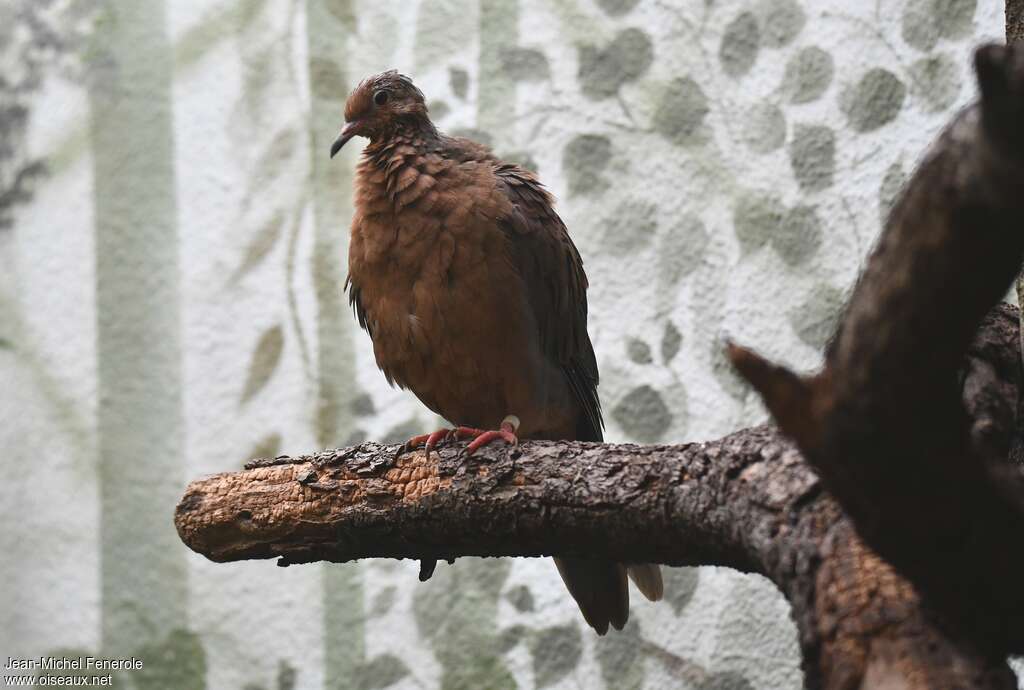 Tourterelle de Socorro, identification