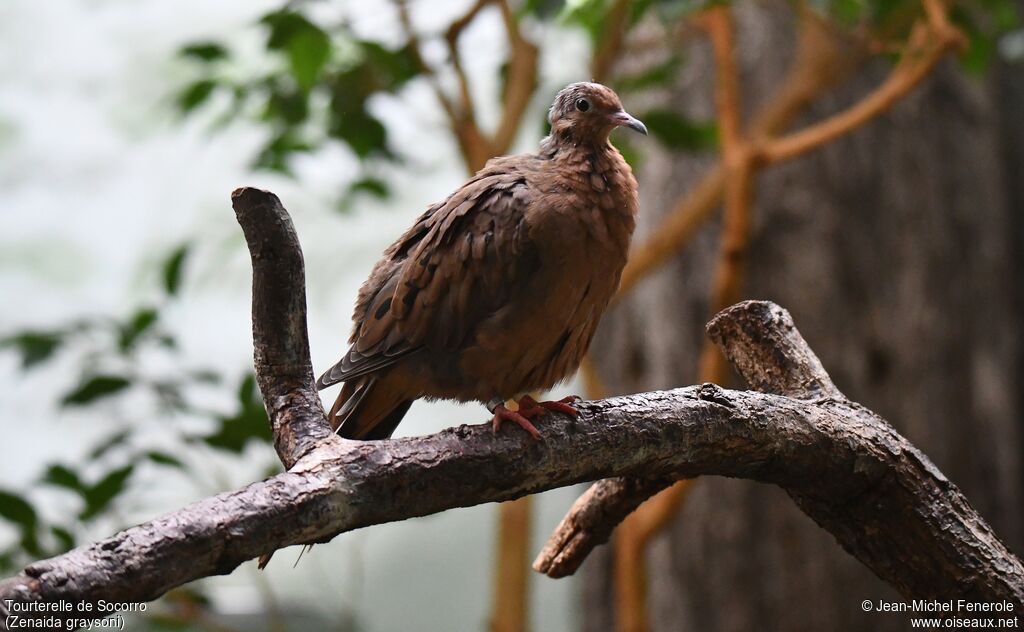 Socorro Dove