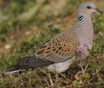 European Turtle Dove