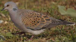 European Turtle Dove