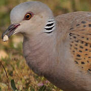 European Turtle Dove