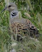 European Turtle Dove