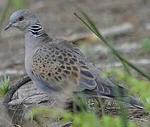 European Turtle Dove