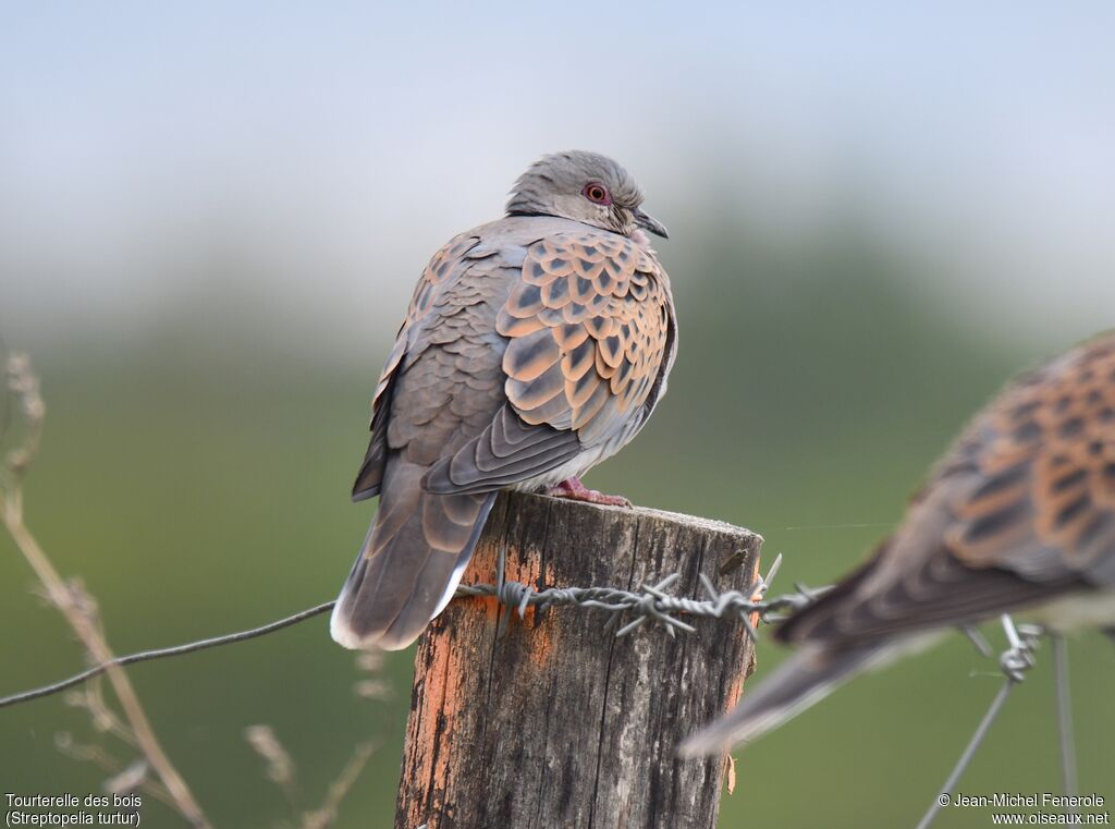 European Turtle Dove