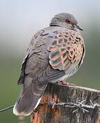 European Turtle Dove