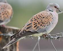 European Turtle Dove