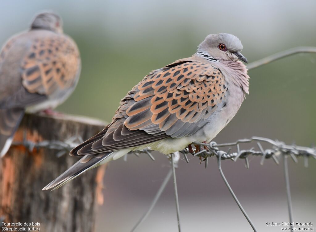 European Turtle Dove