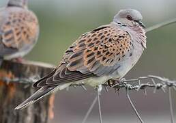 European Turtle Dove