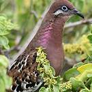Tourterelle des Galapagos