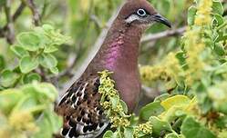 Tourterelle des Galapagos