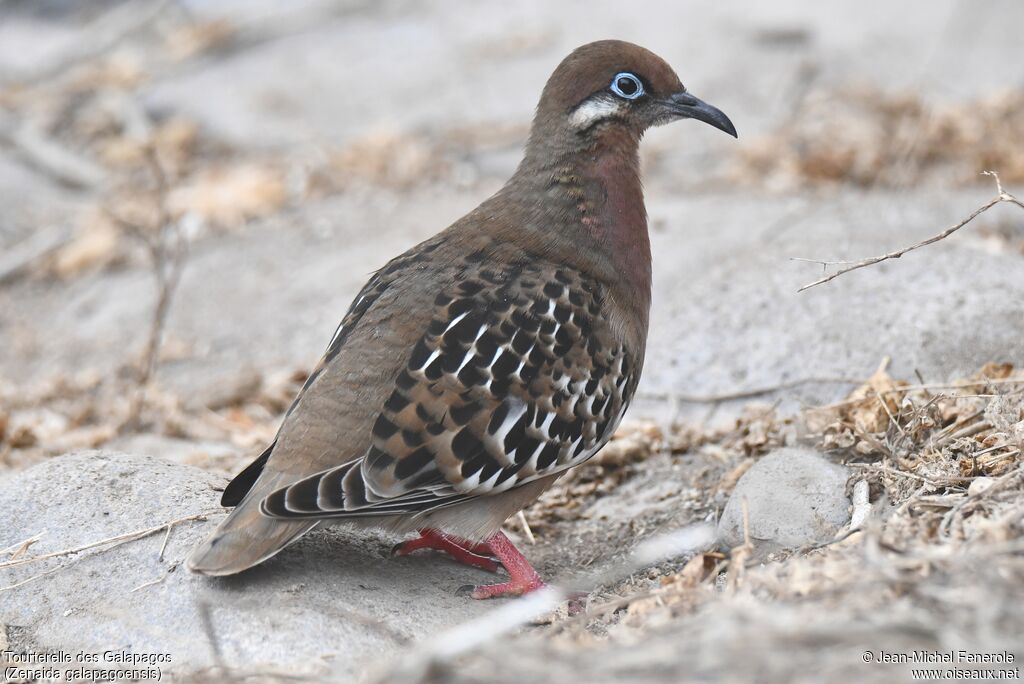 Tourterelle des Galapagos