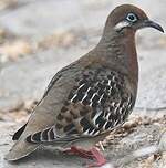 Tourterelle des Galapagos