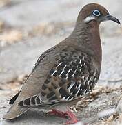 Galapagos Dove