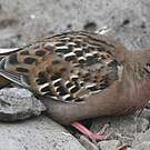 Tourterelle des Galapagos