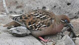 Galapagos Dove