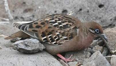 Tourterelle des Galapagos