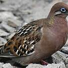 Tourterelle des Galapagos