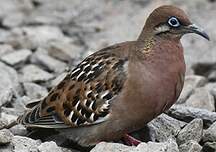 Tourterelle des Galapagos