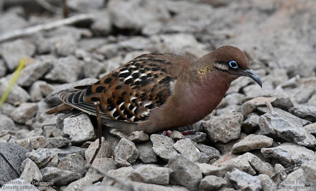 Galapagos Dove