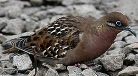 Tourterelle des Galapagos