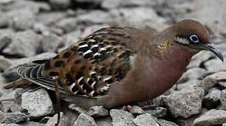 Galapagos Dove