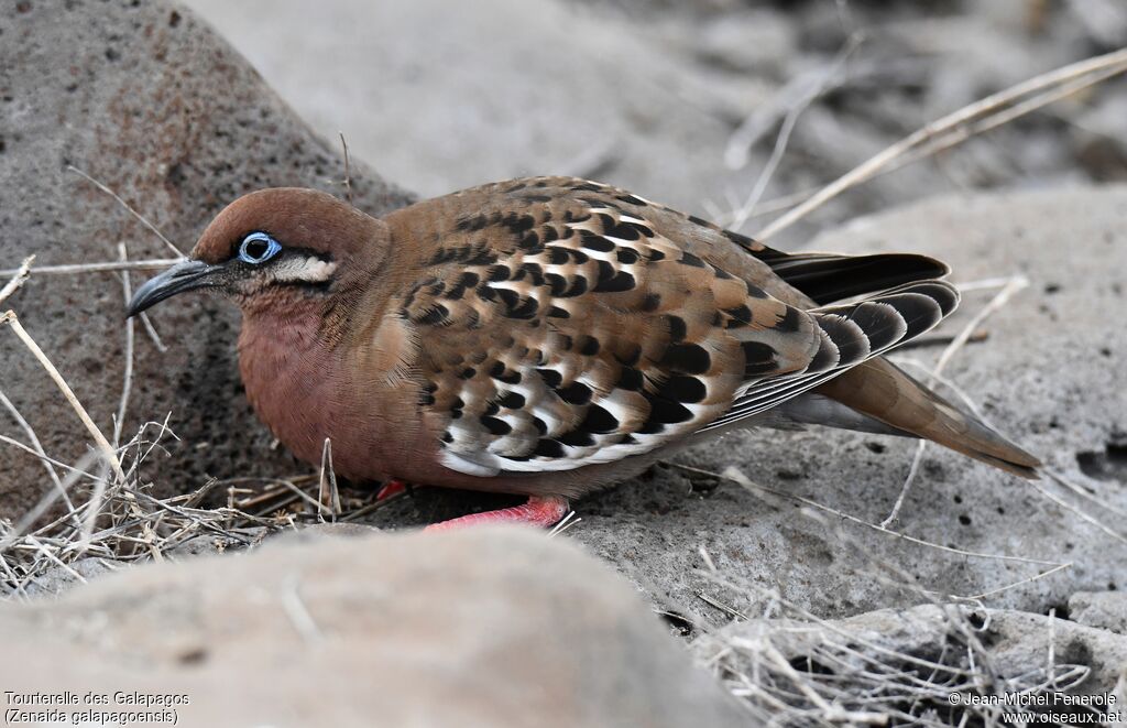 Tourterelle des Galapagos