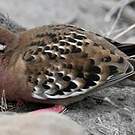 Tourterelle des Galapagos