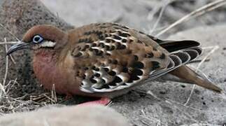 Tourterelle des Galapagos