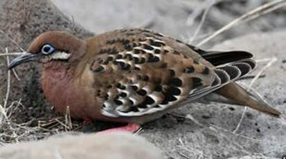 Tourterelle des Galapagos