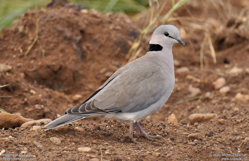 Ring-necked Doveadult, identification