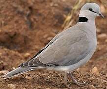 Ring-necked Dove