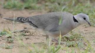 Ring-necked Dove