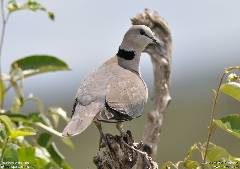 Ring-necked Dove