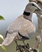 Ring-necked Dove