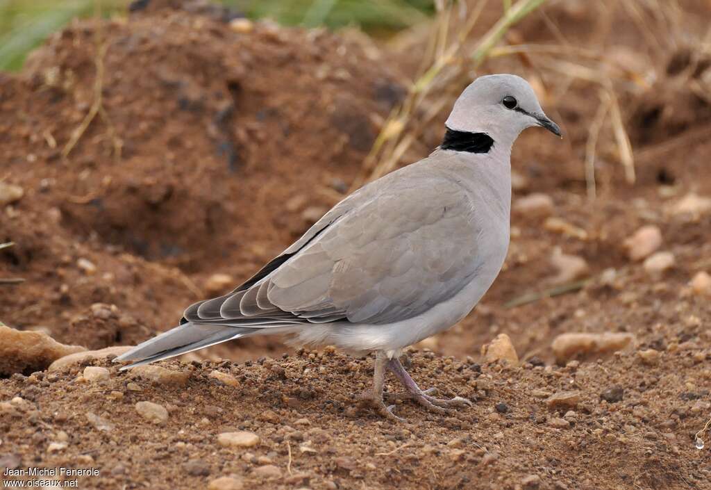 Ring-necked Doveadult breeding, identification