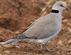 Ring-necked Dove