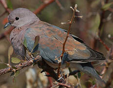 Laughing Dove