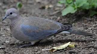 Laughing Dove