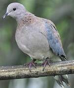 Laughing Dove