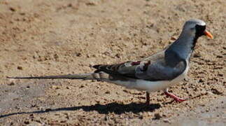 Namaqua Dove