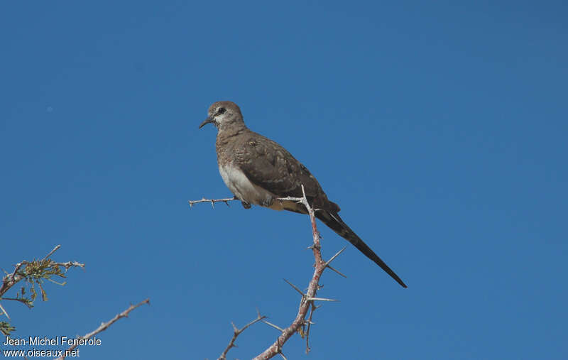 Namaqua Dove female adult, identification