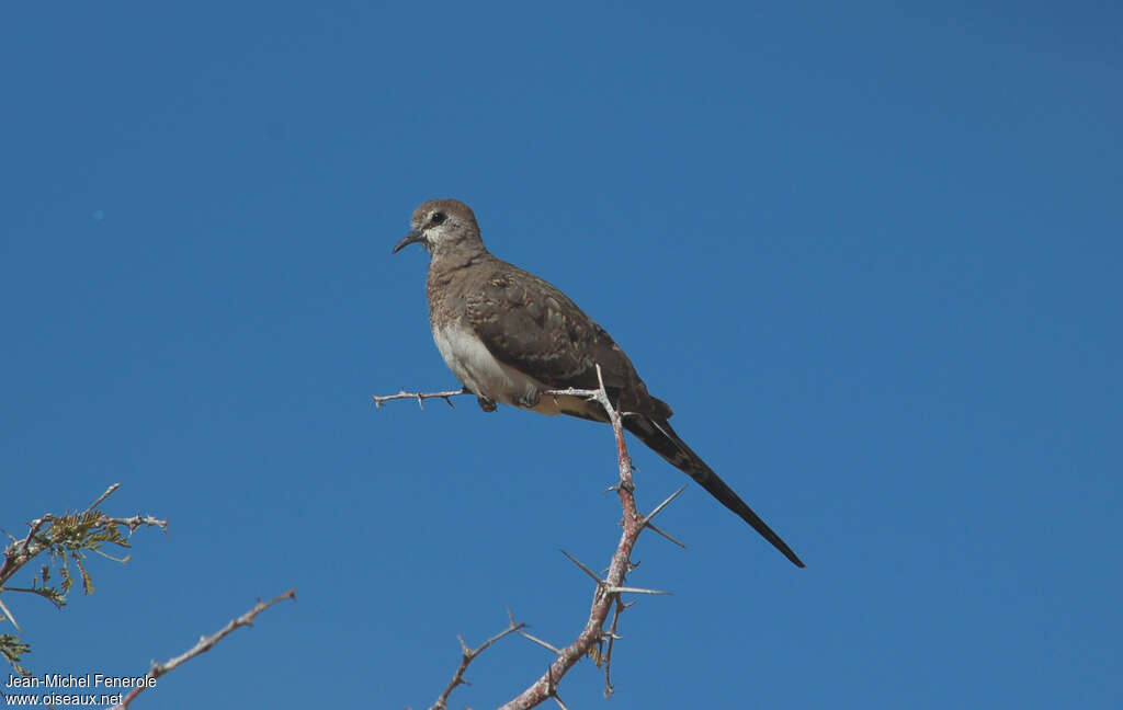 Namaqua Dove female adult, identification