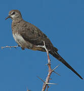 Namaqua Dove