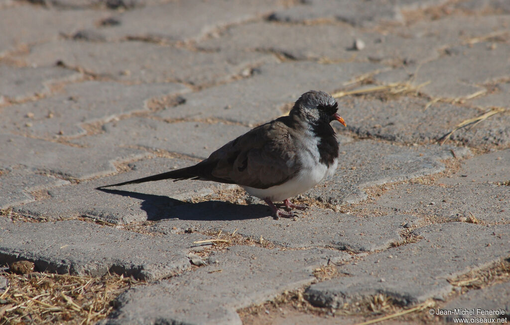 Namaqua Dove male adult, identification