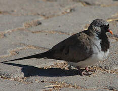 Namaqua Dove