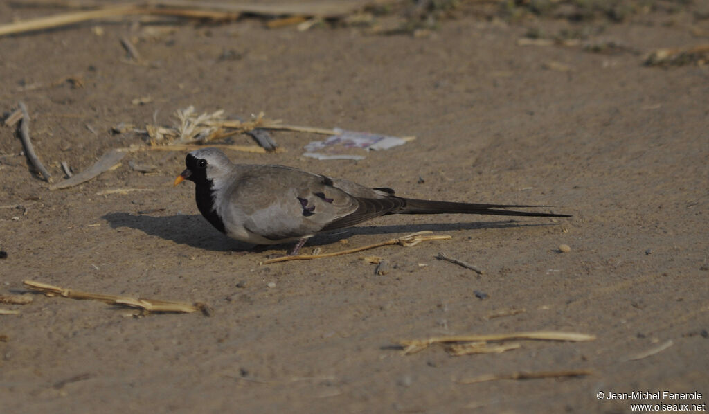 Namaqua Dove male